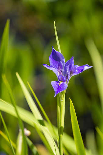 Flowering Blue Flag Iris (Iris virginica). Photo taken at Upper Waccasassa Conservation Area in Levy county, Florida. Nikon D7200 with Nikon 200mm macro lens.