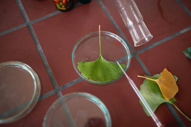 istock A leaf in a dish ready for analyses in a laboratory. Science, biology, lab 1388180366