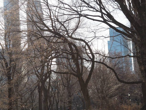 Photo taken from Central Park Manhattan in New York