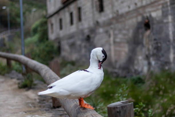 Gorgeous white duck with black head cleaning feathers with its peak