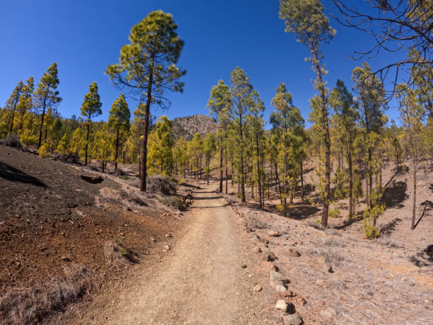 istock Volcanic landscape in Tenerife with green pine tree forest and lava fields under the blue sky, Canary islands, Spain 1388181736