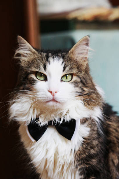 istock The meow-gentleman 1388182669