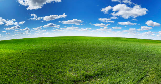 istock panoramic empty green grass field pasture farmland grazing agricultural panorama 1388183346