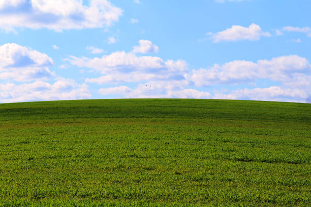 a green grass meadow pasture blue sky puffy clouds overcast shadows landscape