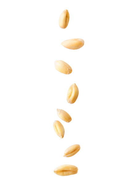 Peeled ripe wheat seeds falling down