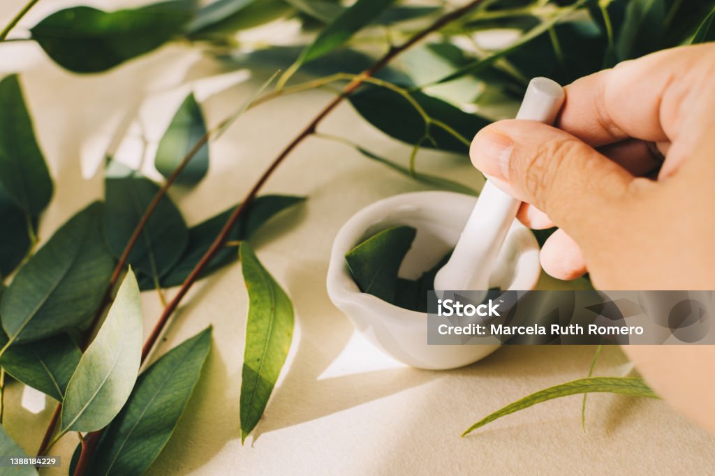Pharmacologist pounding eucalyptus leaves in mortar on table. Antiseptic Stock Photo