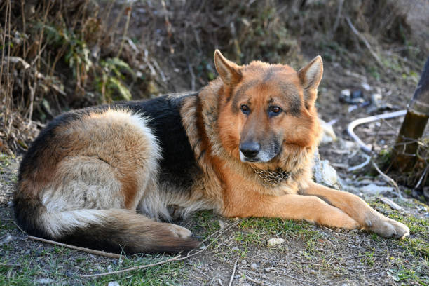 istock Dog in the mountain, stray dog 1388184258