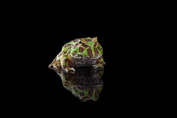 istock Colored Pac man frog isolated on black background 1388184376