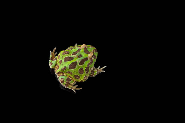 istock Colored Pac man frog isolated on black background 1388184377