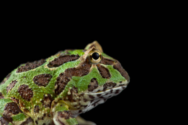 istock Colored Pac man frog isolated on black background 1388184399