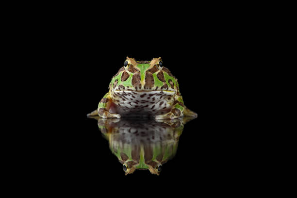 Colored Pac man frog isolated on black background