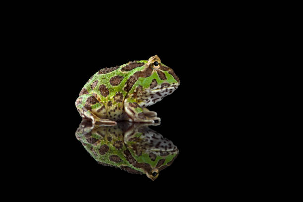 istock Colored Pac man frog isolated on black background 1388184402