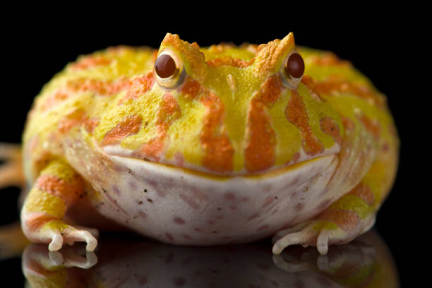 istock Colored Pac man frog isolated on black background 1388184465
