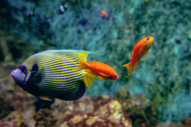 coloridos peces tropicales y corales bajo el agua en el acuario - beauty in nature coral angelfish fish fotografías e imágenes de stock