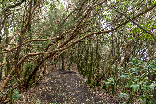 Misty primary forest of the Anaga Rural Park, UNESCO Biosphere Reserve, Tenerife, Canary island, Spain