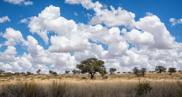 istock Kalahari Landscape 1388189124