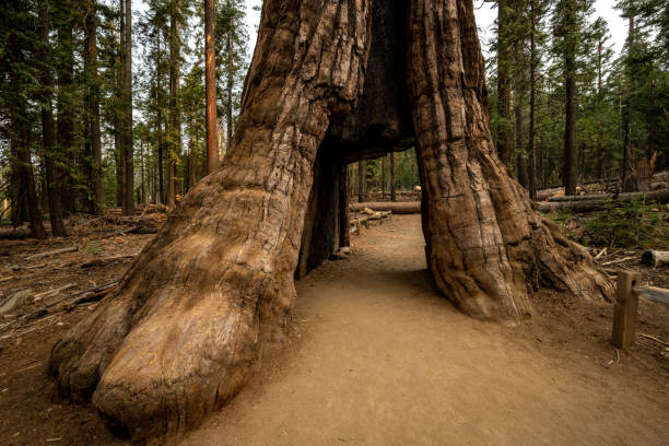 istock Entry To The Tunnel Tree In Mariposa Grove 1388189801