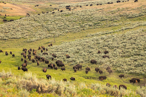 Herd of Bison Crossing Near Agate Creek In Yellowstone National Park