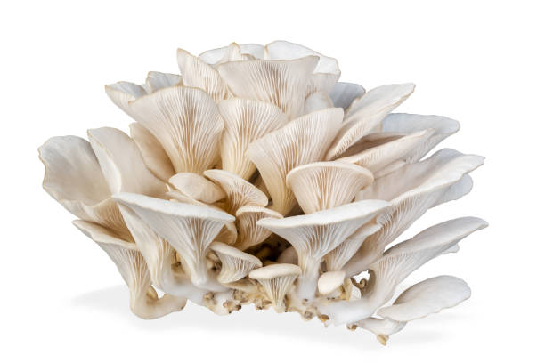 fungo ostrica isolato su sfondo bianco. - funghi ostrica foto e immagini stock