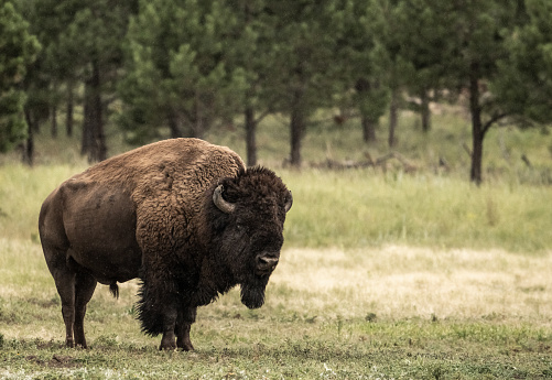 Lethargic Looking Male Bison Stands In Field in Theodore Roosevelt National Park