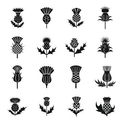 Thistle icons set simple vector. Scottish flower. Blossom plant