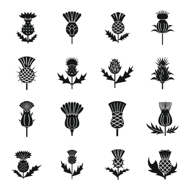 Thistle icons set simple vector. Scottish flower Thistle icons set simple vector. Scottish flower. Blossom plant thistle stock illustrations