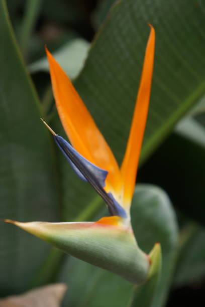 Bird of Paradise Flower stock photo