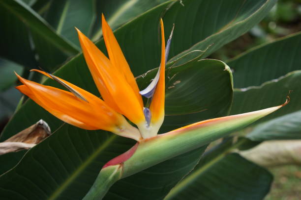 istock Bird of Paradise Flower 1388192989