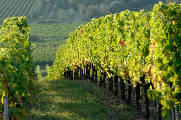 istock row of vines in Gironde 1388194209