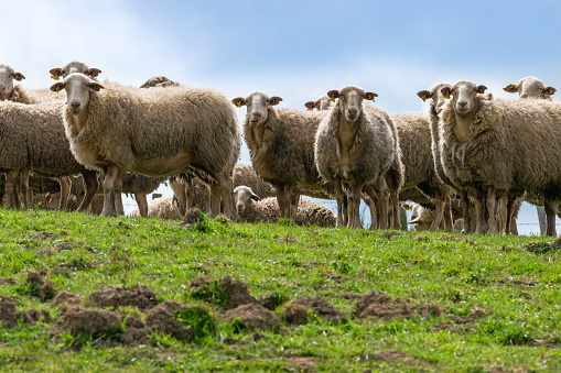 Sheep in a meadow looking at camara