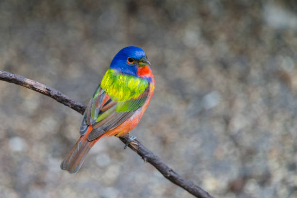 The Gouldian finch, also known as the Lady Gouldian Finch, Gould's finch or the rainbow finch, is a colorful passerine bird endemic to Australia.