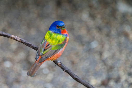 Beautiful multicolored bird, painted bunting,  Passerina ciris, in Florida.