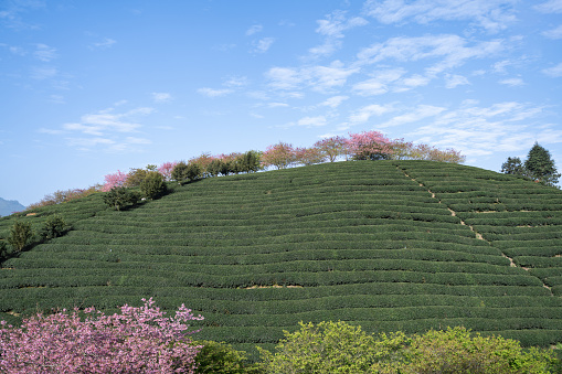 tea garden with Cherry Blossoms
