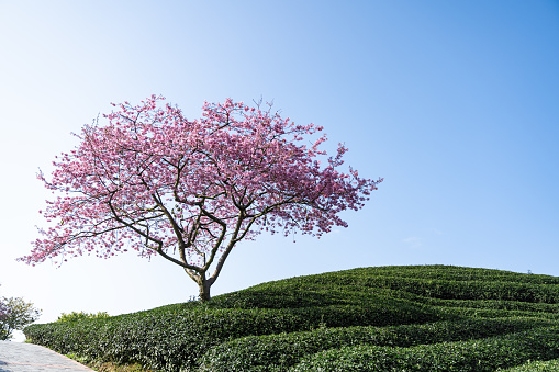 tea garden with Cherry Blossoms