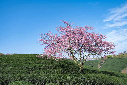 Cherry Blossom Organic Tea Garden