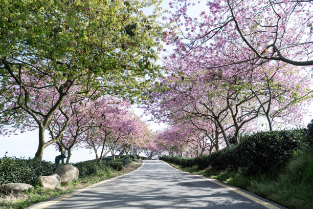 cherry-blossom Tea Garden Road