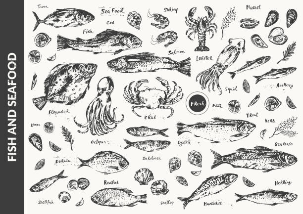 42,400+ Fish Line Drawing Stock Illustrations, Royalty-Free Vector Graphics  & Clip Art - iStock