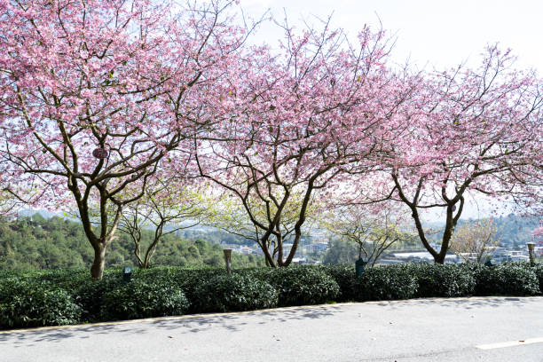 Cherry Blossom Organic Tea Garden