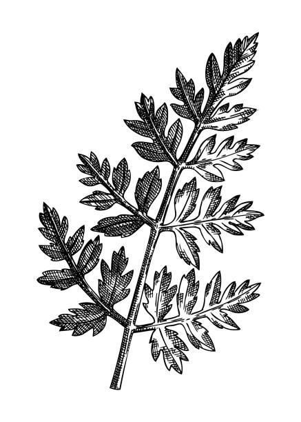 Fresh Chervil sketch. Fresh Chervil sketch. Hand-sketched Vegetable illustration. Healthy food  herbal plant. Vector drawing of raw cultivated French parsley. French cuisine ingredients fines herbs. chervil stock illustrations