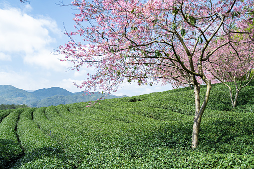 Scenic view of Tea Plantation terracing field Landscape with beautiful dramatic light