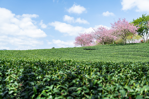 Cherry Blossom Organic Tea Garden