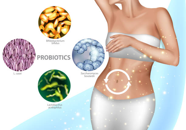 mikroflora jelitowa. zdrowe trawienie, dobra mikrobiota człowieka. ilustracja wektorowa brzucha dziewczynki i probiotyków lub reklamy leków prebiotycznych. - alimentary stock illustrations