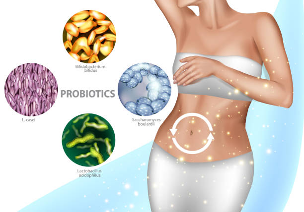 Intestinal microflora. Healthy digestion, good human microbiota. Vector illustration of a girl's belly and probiotics or prebiotic meds advertising. Intestinal microflora. Healthy digestion, good human microbiota, health bowel. Vector illustration of a girl's belly and probiotics or prebiotic meds advertising. bifidobacterium stock illustrations