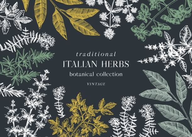 ilustraciones, imágenes clip art, dibujos animados e iconos de stock de cocina italiana diseño de hierbas - cooking mediterranean illustrations