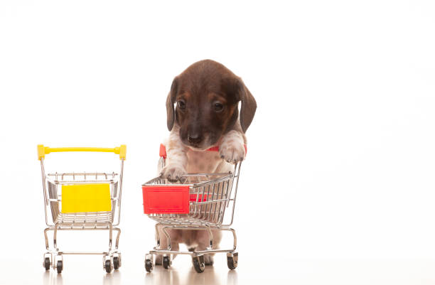 istock image of dog trolley white background 1388199998