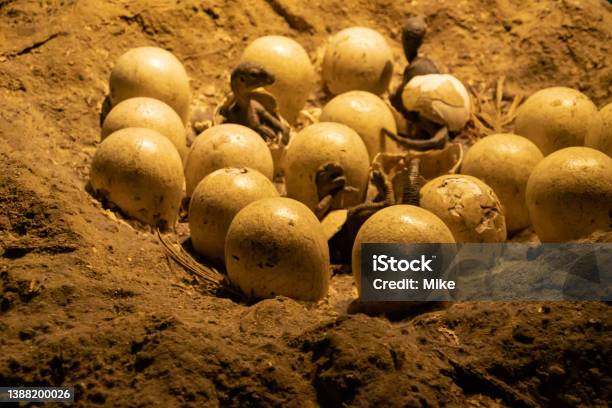 Fossilized Dinosaur Eggs Stock Photo - Download Image Now - Dinosaur Egg, Dinosaur, Fossil