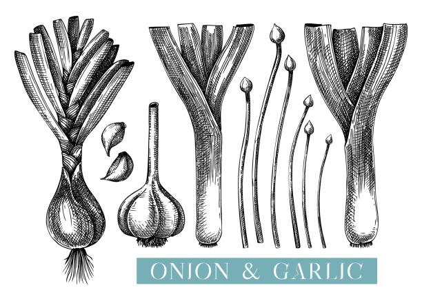 ilustrações, clipart, desenhos animados e ícones de esboços de cebola vetorial. - chive onion spring onion garlic