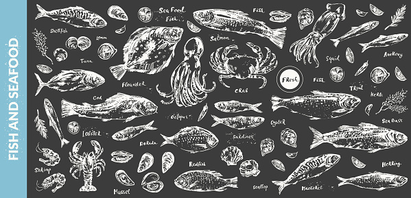 Hand drawn chalk sketch of seafood, fish for menu background. Octopus, squid, lobster, crab, oyster, prawn, shrimp, mussel, salmon, tuna, dorado, trout, sardine, anchovy, flounder, mackerel, herring.