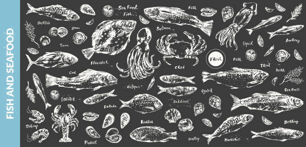 Hand drawn chalk sketch of seafood and fish Hand drawn chalk sketch of seafood, fish for menu background. Octopus, squid, lobster, crab, oyster, prawn, shrimp, mussel, salmon, tuna, dorado, trout, sardine, anchovy, flounder, mackerel, herring. seafood stock illustrations