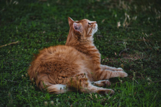 istock red cat lies on the grass 1388200253